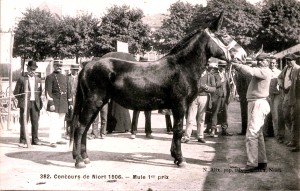 Mule poitevine au concours de Niort