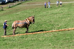 Mule poitevine en débardage