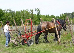 Trait Poitevin dans la vigne