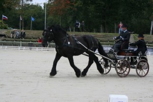 RodinR Trait poitevin attelé