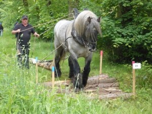 trait poitevin en débardage