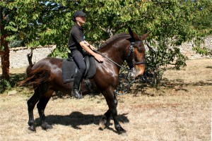 Mule poitevin monté