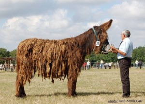 Championne de race 2010 des femelles de 3 ans