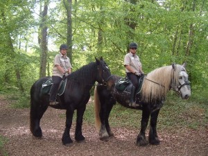 gardiennage à cheval trait poitevin monté