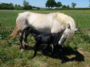 Jument poitevine suitée d'une pouliche