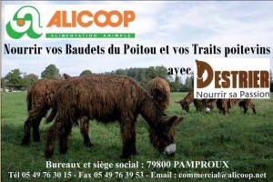 Alicoop
