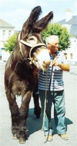 Cadichon, (élevage Patrault), premier prix au concours régional de Couhé Verac (86) en 1999 dans la catégorie des mâles de plus de trois ans. 